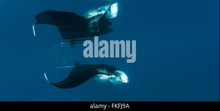 Giant manta ray feeding in the shallows(Manta birostris). North Raja Ampat, West Papua, Indonesia Stock Photo