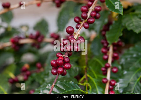 Coffee fruits on plant (coffea arabica) Stock Photo