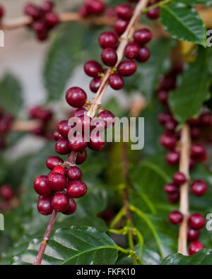 Coffee fruits on plant (coffea arabica) Stock Photo