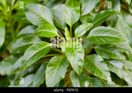 Kauai Delissea (Delissea rhytidosperma), endangered native Hawaiian plant - USA Stock Photo