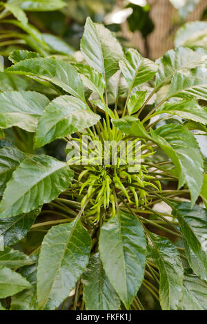 Kauai Delissea (Delissea rhytidosperma), endangered native Hawaiian plant - USA Stock Photo