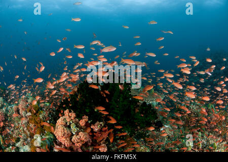 Thousands of Anthias or fairy basslets abound in the reef. Anilao, Batangas, Philippines 29 March 2010 Stock Photo