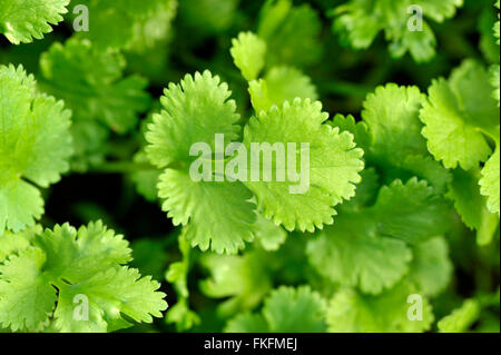 Coriander plants growing, coriandrum sativum, also known as Pak Chee, cilantro and chinese parsley. Stock Photo