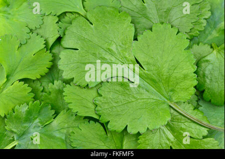 Coriander leaves, coriandrum sativum, also called pak chee, cilantro and chinese parsley. Stock Photo