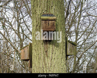 Three bat boxes on tree trunk Stock Photo