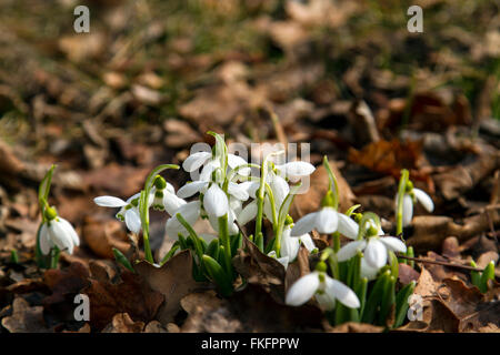 New plants growing up through cold ground. Stock Photo