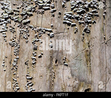 Gray dry wood stump partly covered in fungus. Stock Photo