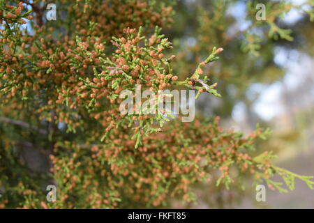Blooming cedar tree in Central Texas. Stock Photo