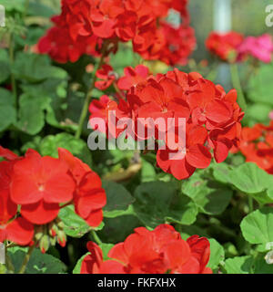 beautiful red plumbago auriculata flower in the garden Stock Photo