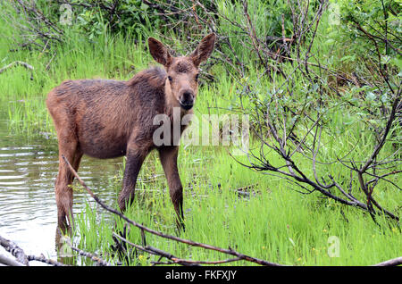 Moose calf looking for food in a pond Stock Photo