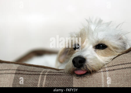 Wiry Jack Russell Terrier laying down, looking back Stock Photo