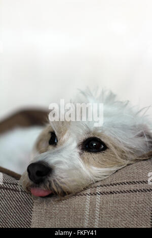 Wiry Jack Russell Terrier laying down, looking up Stock Photo