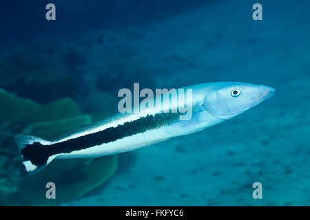 Blue Blanquillo, Malacanthus latovittatus. Also known as Banded or Striped Blanquillo, False Whiting and Sand Tilefish. Stock Photo