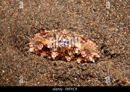 Reef Box Crab, Calappa sp, possibly Calappa hepatica, burying in sand. Tulamben, Bali, Indonesia. Bali Sea, Indian Ocean Stock Photo