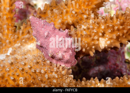 Rugose drupe, Drupella rugosa. These shells are obligate corallivores that graze on the tissue of live corals Stock Photo
