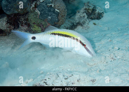 Dash and Dot Goatfish, Parupeneus barberinus, searching for food in sand. Stock Photo