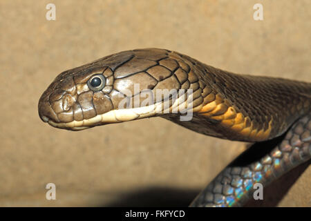 King Cobra, Ophiophagus hannah, Bali, Indonesia. This snake is the largest of the venomous land snakes Stock Photo