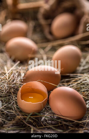 Fresh farm eggs lying in hay Stock Photo
