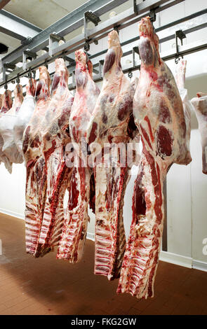 One row of fatty beef hindquarters hangs from metal hooks in refrigeration unit over a wooden floor near second row of other bee Stock Photo