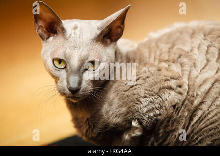 Animals at home. egyptian mau cat portrait Stock Photo