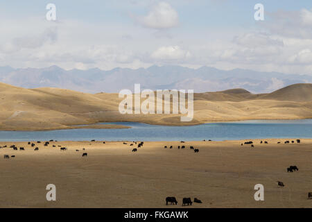 A herd of grazing yaks at Tulpar Lake close to Sary-Mogul in South Kyrgyzstan. Stock Photo