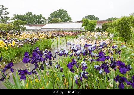 A field of bearded Iris growing in the garden at The Wodehouse Wombourne Staffordshire England UK Stock Photo