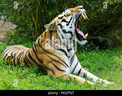 Tiger laying on grass with wide open yawning mouth showing large teeth. Biggest cat. Captive in zoo. Orange with black markings. White on head chest. Stock Photo