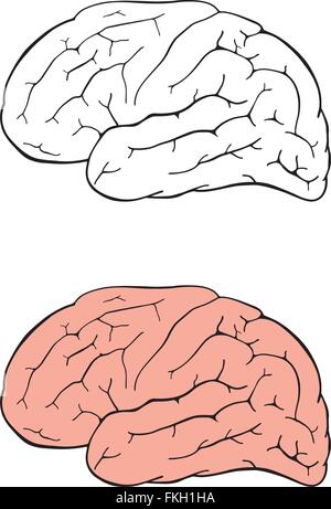Human brain drawing Stock Vector
