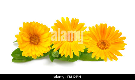 Calendula. Marigold flowers with leaves isolated on white Stock Photo