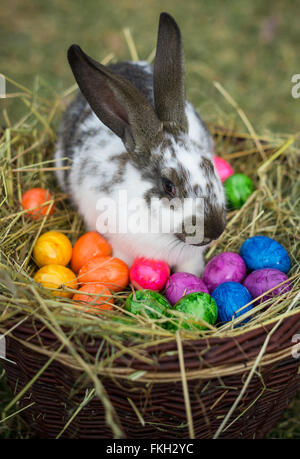 ILLUSTRATION: A rabbit in a wicker basket full of colored eggs in Sieversdorf (Brandenburg), Germany, 05 March 2016. Photo: Patrick Pleul/dpa - Stock Photo