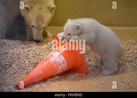 Bremerhaven, Germany. 09th Mar, 2016. The polar bear cub, born on 11 December 2015, plays with her mother 'Valeska' in the 'Back Stage' enclosure at the zoo in Bremerhaven, Germany, 09 March 2016. Thanks to the heavy fat content of the mother's milk, the young animal now weighs around eleven kilos. Photo: CARMEN JASPERSEN/dpa/Alamy Live News Stock Photo