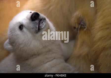 Bremerhaven, Germany. 09th Mar, 2016. The polar bear cub, born on 11 December 2015, with her mother 'Valeska' in the 'Back Stage' enclosure at the zoo in Bremerhaven, Germany, 09 March 2016. Thanks to the heavy fat content of the mother's milk, the young animal now weighs around eleven kilos. Photo: CARMEN JASPERSEN/dpa/Alamy Live News Stock Photo