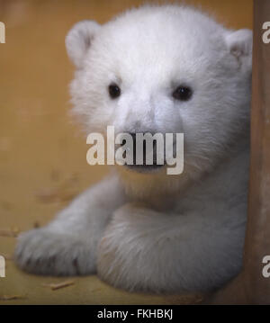 Bremerhaven, Germany. 09th Mar, 2016. The polar bear cub, born on 11 December 2015, plays in the 'Back Stage' enclosure at the zoo in Bremerhaven, Germany, 09 March 2016. Thanks to the heavy fat content of the mother's milk, the young animal now weighs around eleven kilos. Photo: CARMEN JASPERSEN/dpa/Alamy Live News Stock Photo