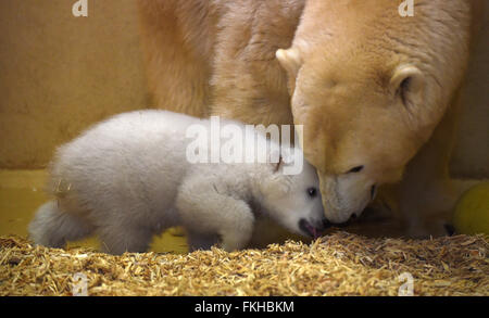Bremerhaven, Germany. 09th Mar, 2016. The polar bear cub, born on 11 December 2015, plays with her mother 'Valeska' in the 'Back Stage' enclosure at the zoo in Bremerhaven, Germany, 09 March 2016. Thanks to the heavy fat content of the mother's milk, the young animal now weighs around eleven kilos. Photo: CARMEN JASPERSEN/dpa/Alamy Live News Stock Photo