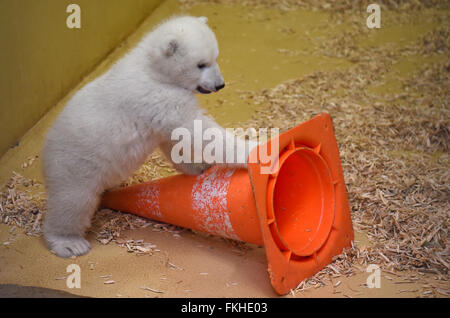 Bremerhaven, Germany. 09th Mar, 2016. The polar bear cub, born on 11 December 2015, plays in the 'Back Stage' enclosure at the zoo in Bremerhaven, Germany, 09 March 2016. Thanks to the heavy fat content of the mother's milk, the young animal now weighs around eleven kilos. Photo: CARMEN JASPERSEN/dpa/Alamy Live News Stock Photo