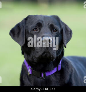 black labrador retriever dog Stock Photo