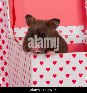 hamster Stock Photo