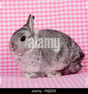 netherland dwarf rabbit Stock Photo