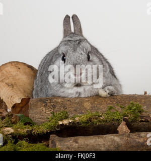 netherland dwarf rabbit Stock Photo