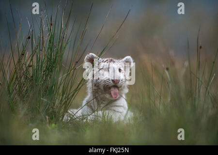 Bengal Tiger / Koenigstiger ( Panthera tigris ), cute white cub, rests, lies hidden behind a bush of grass, panting for breath. Stock Photo