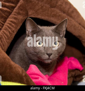 cat in cat bed Stock Photo