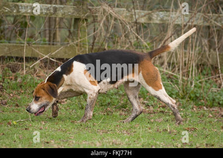 foxhound hunting Stock Photo