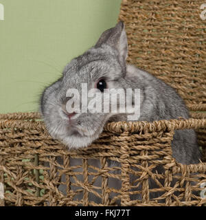 netherland dwarf rabbit Stock Photo