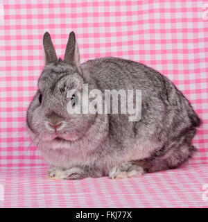 netherland dwarf rabbit Stock Photo
