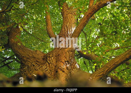 Old basswood tree from summer Stock Photo