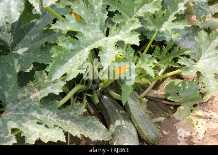 Cucurbita pepo, Australian Green summer squash, cultivar with cylindrical fruits, dak green with light greens stripes and dots Stock Photo