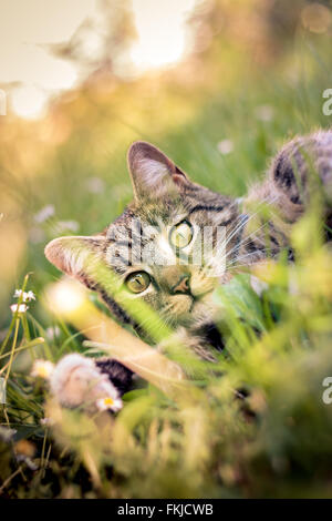Cat playing in grass during golden hour. Shoot through grass. Copy space Stock Photo