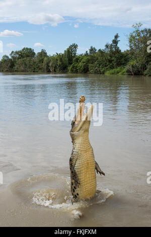 Crocodile jumping high in river in Australia Stock Photo