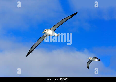 Shy Albatross, Cape of the Good Hope, South Africa, Africa / (Thalassarche cauta) Stock Photo