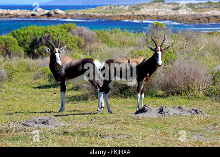 Bontebok, adult couple, Cape of the Good Hope, Table Mountain Nationalpark, Western Cape, South Africa, Africa / (Damaliscus Stock Photo